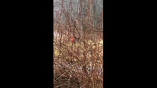 3/5/2024 -( VOLUME UP ) Northeast Pennsylvania Outdoor Wildlife