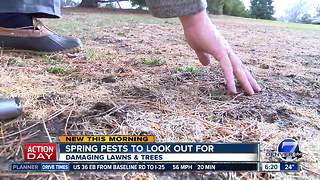 Spring pests to look out for in trees and lawns