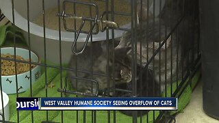 West Valley Humane Society seeing overflow of cats