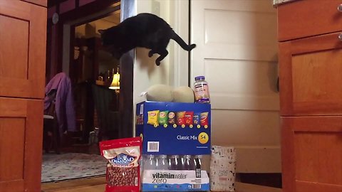 Crazy jumping cat leaps over various snack foods