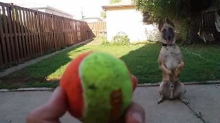 Cão faz qualquer coisa para poder brincar com bola