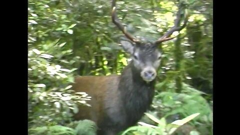 Manuoha Red Stag - Take 1 - The Best of The Graf Boys Closeup Stags - Hunting For a Living (1997)