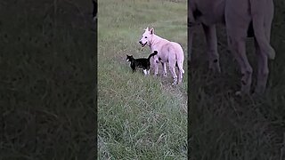 stray cat makes friends with my German Shepherd