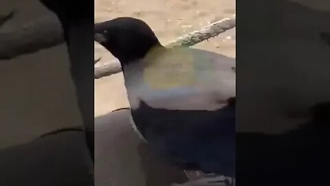 Crow steals money