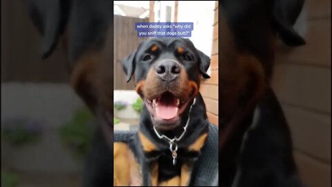 Look At This Badass Rottweiler Laughing #Shorts #rottweiler #dogs