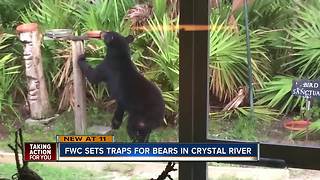 FWC officials set trap for bear that lost its fear of humans