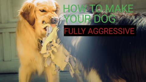 How to make your dog fully aggressive (Easy Tricks)