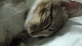 Adorable Dreaming Cat Twitches in His Sleep