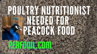 Poultry Nutritionist Needed For Peacock Food, Peacock Minute, peafowl.com