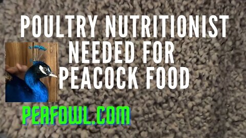 Poultry Nutritionist Needed For Peacock Food, Peacock Minute, peafowl.com