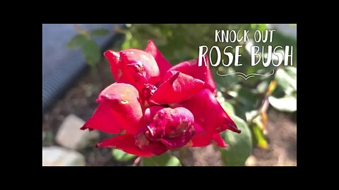 What a Mail Order Knock Out Rose Tree Looks Like