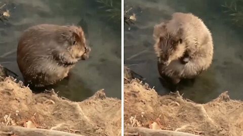 cute beaver take a shower in the valley and he doesn't care