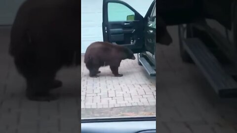 Lady chases a bear out of a truck😳#crazyvideo #shorts #bear #ballsofsteel #pickuptruck