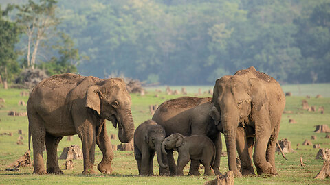 National Geographic Documentary HD 2017 - Life of Elephants