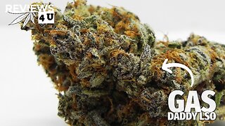 GAS DADDY LSO (AAA+) REVIEW | THC REVIEWS 4 U