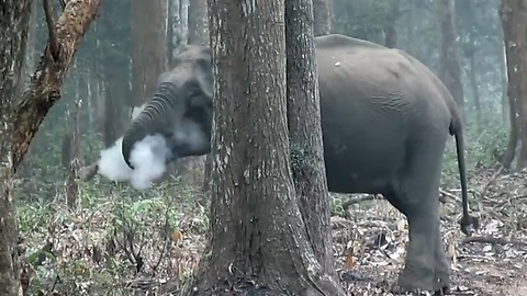 The Smoking Elephant Caught on Camera.!!
