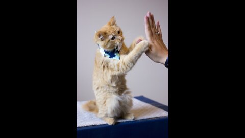 cat trainng tips:teach your cat