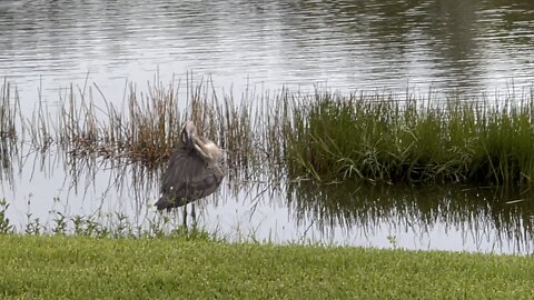 Great Blue Heron Preening (Widescreen) #4K