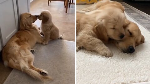 Golden Retriever so happy to get a puppy for Christmas