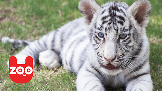 Rare White Bengal Tiger