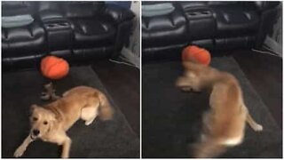 Cão imita o Furacão Ophelia na sala de estar