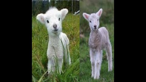 Cute lamb needs attention 😂😂.