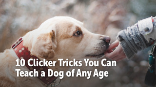 10 Clicker Tricks You Can Teach a Dog of Any Age
