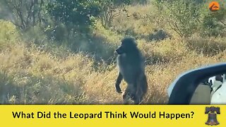 What Did the Leopard Think Would Happen?