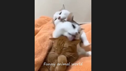 cat funny moments