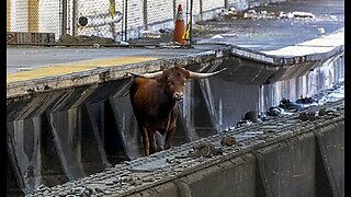 New Jersey Transit Is Full of Bull