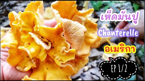 Foraging Chanterelle on July 4th 2021 ( EP1/2)