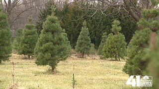 KC metro could see Christmas tree shortage this year