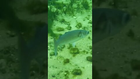 🐟 Freshwater Fish 🐟 at Wakulla Springs 01 #shorts