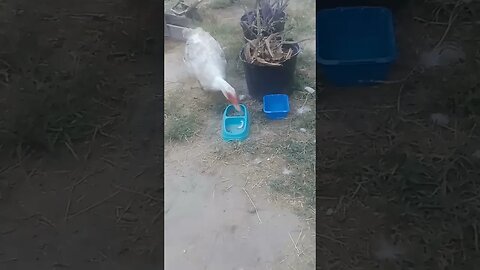 #Muscovy #duck #steals #the #cat's #food #countrylife #kitten #Louisiana