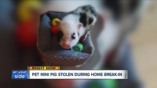 Pet mini-pig stolen during break-in at home on Cleveland's west side