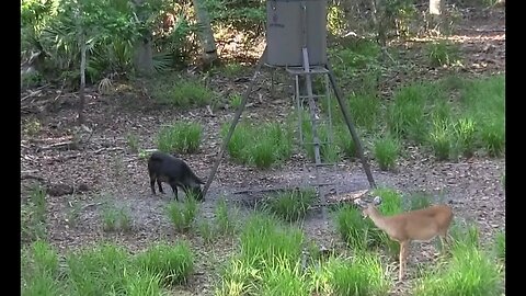 Double Hog Hunt With Dad