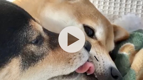 Shiba Inu won't stop kissing best friend