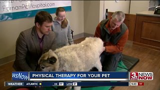 Physical Therapy for Pets