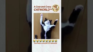 Don't Bust Out Laughing! 😹 This Cat Looks Like He's Being Arrested (#210) | Funny Cat Videos #Shorts