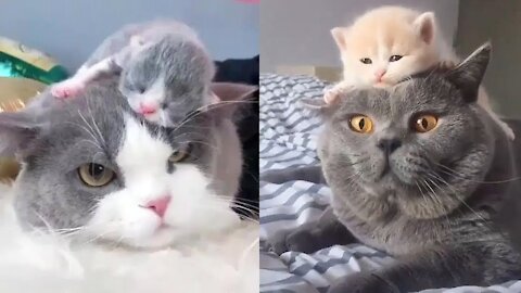 Mother Cat And Kittens Compilation