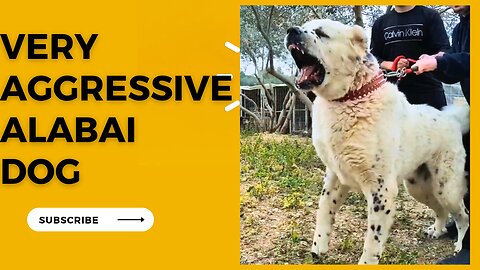 Aggressive Central Asian Shepherd dog