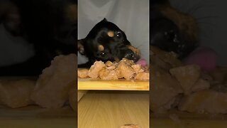 Rottweiler ASMR #shorts #short #viral #asmr #subscribe