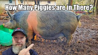 So Close to Piglets @UncleTimsFarm