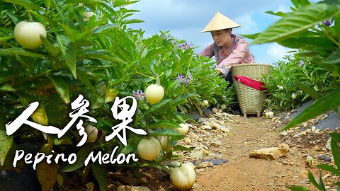 「One Fruit for a Table」Pepino Melon - "Water Bomb" in the Fruit World, Fairy Fruit in Fairy Tales