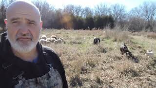 Setting up a temporary paddock for the livestock