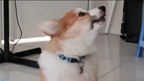 Corgi learns to howl like a husky!