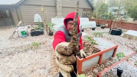 Pulling the Parsnips