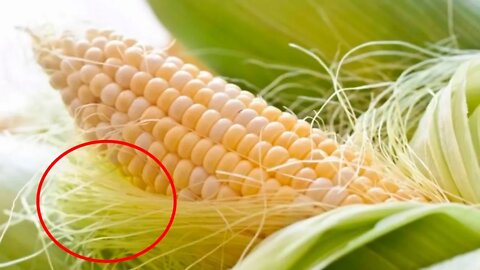 Do Not Throw Away Corn Silk, It Has Many Health Benefits!