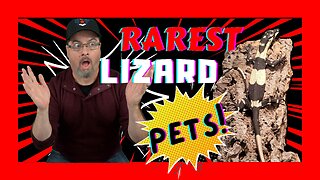 Herp Harder My Top 15 Rare Pet Lizards