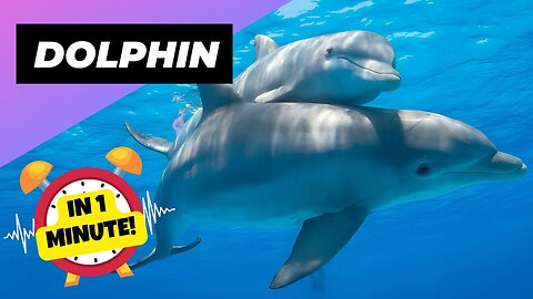 Dolphin - In 1 Minute! 🐬 One Of The Most Intelligent Animals In The World | 1 Minute Animals